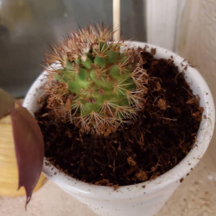 plant image 1189275