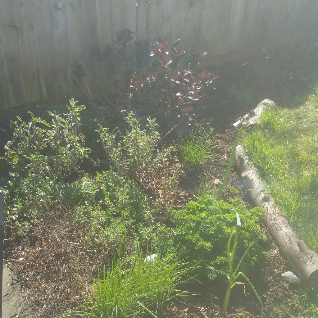 Sam's garden