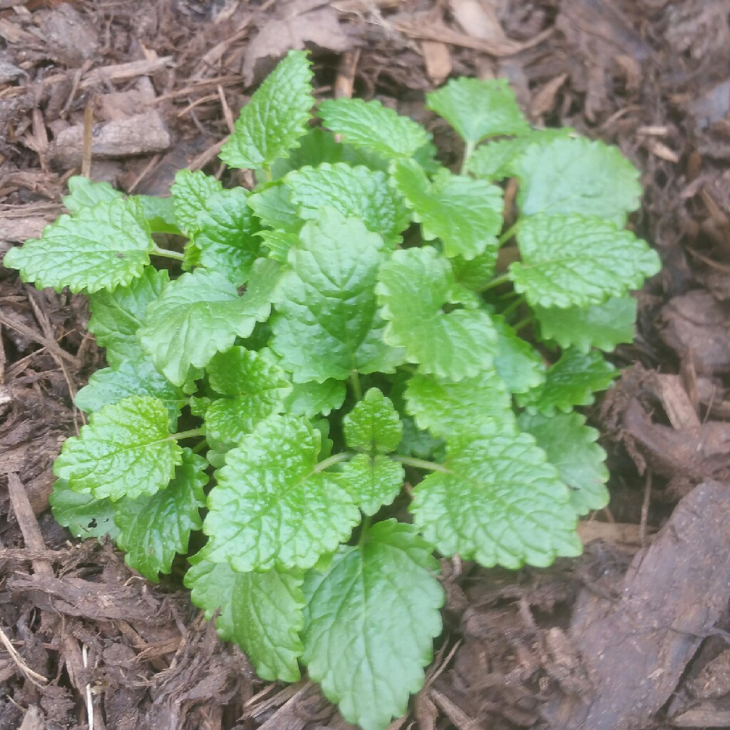 plant image 50671