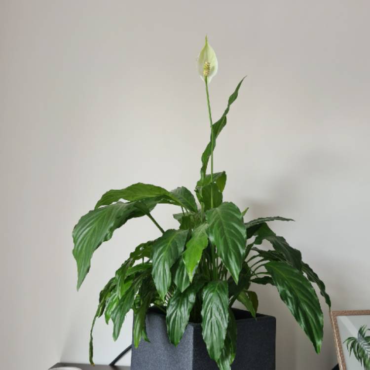 plant image 1291132