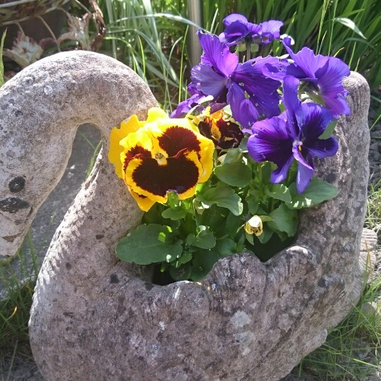 Pansy