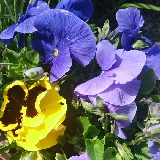 Pansy