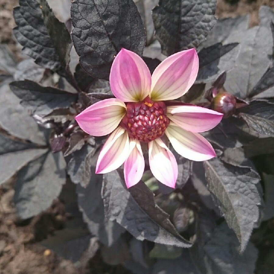 Dahlia 'Happy Days Pink' (Bedding)
