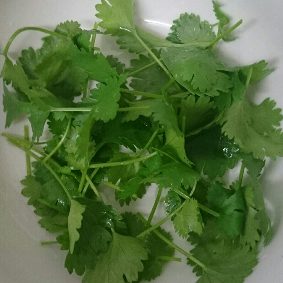 Coriander