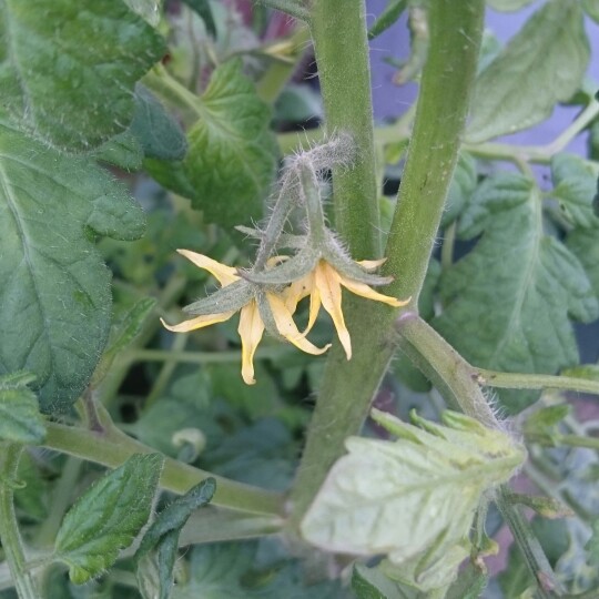 Bush Tomato 'Red Alert' F1 (Cherry Tomato)