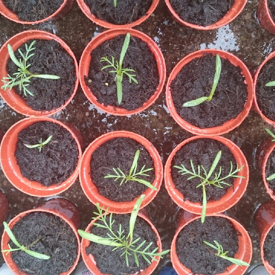 Samantha's garden