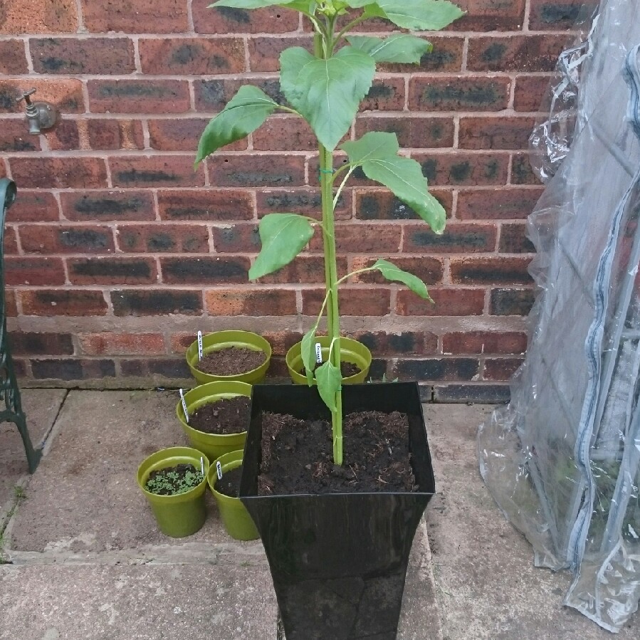 Sunflower 'Russian Mammoth'