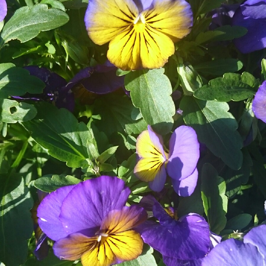 Pansy