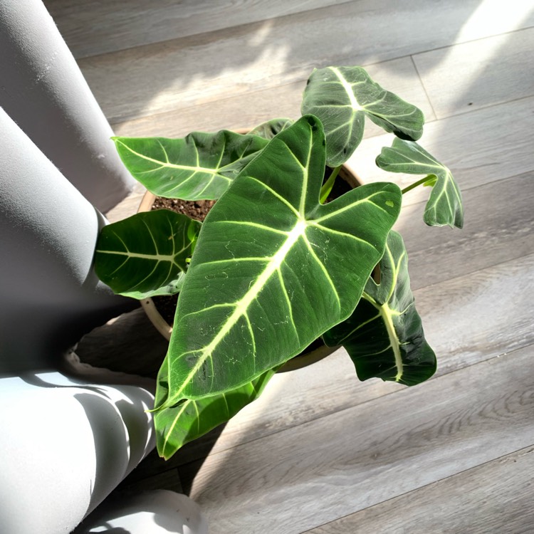 Plant image Alocasia Micholitziana