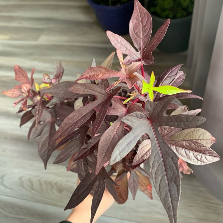 plant image 1423896