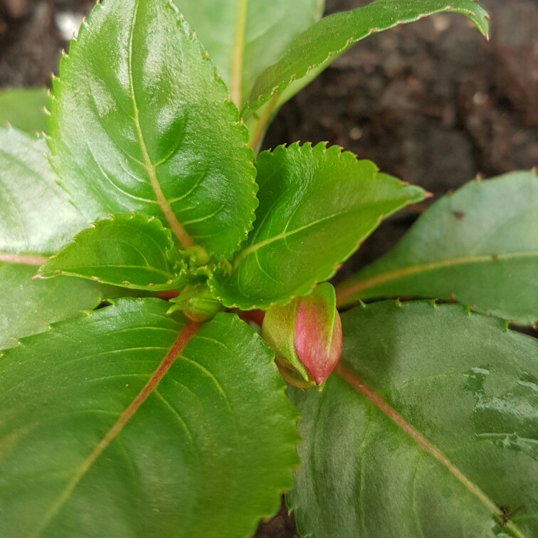 Plant image Impatiens walleriana 'Dezire Pink'