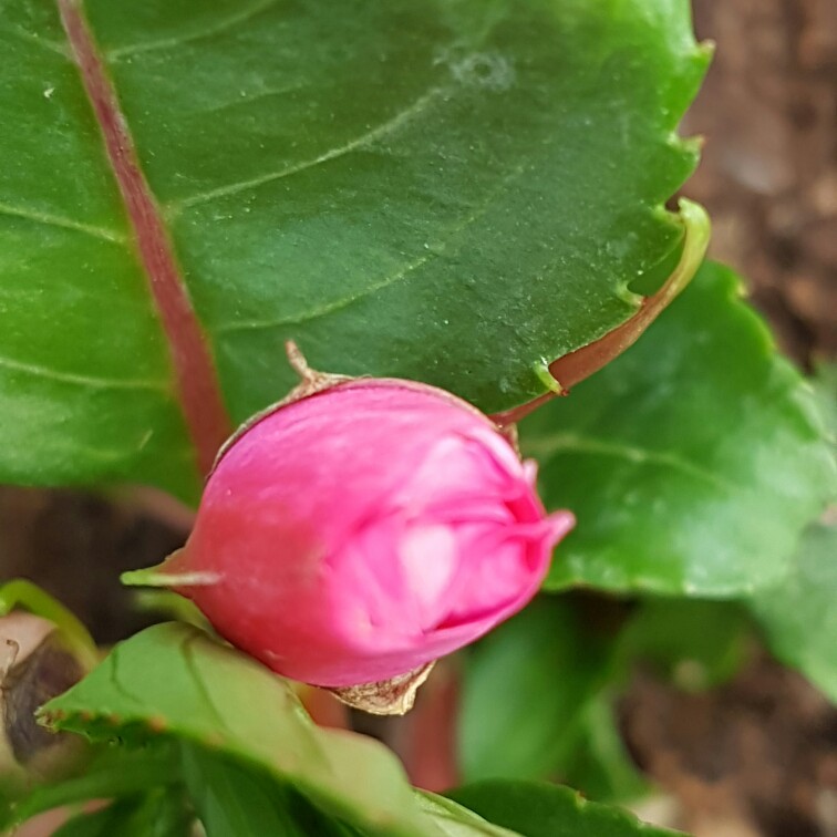 Plant image Impatiens walleriana 'Dezire Pink'