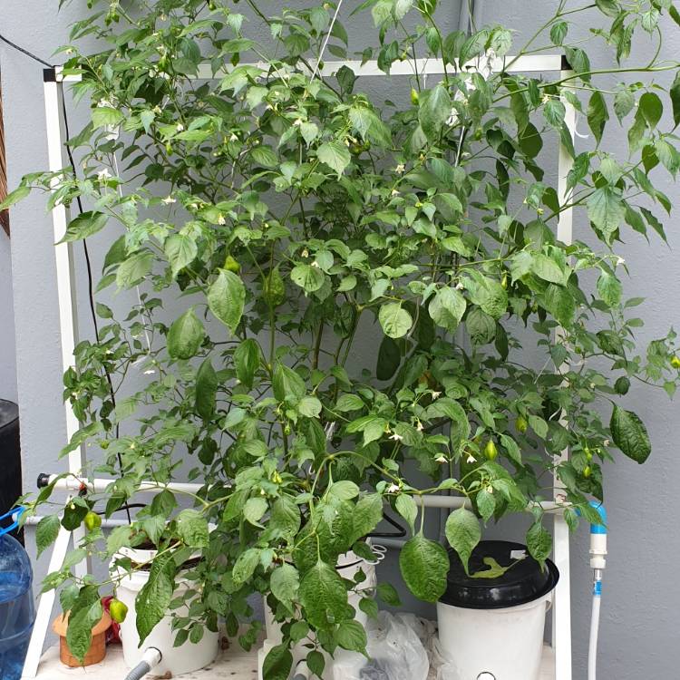 Plant image Capsicum baccatum 'Bishop's Crown'