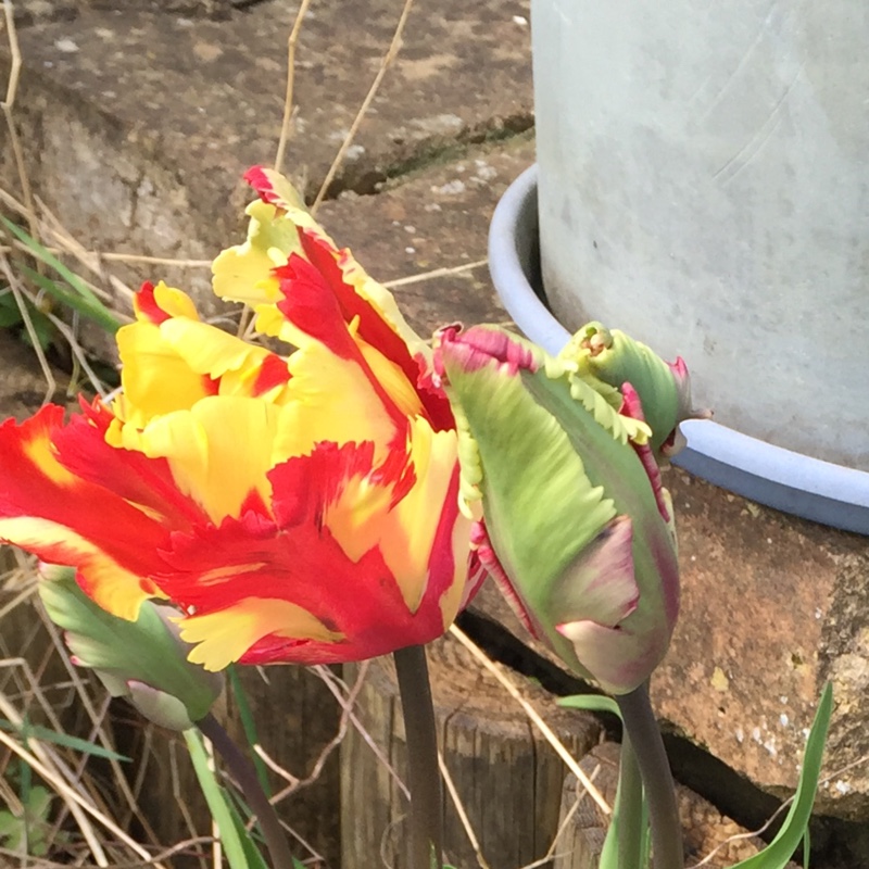 Plant image Tulipa 'Colour Spectacle'