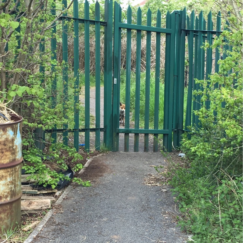 Samantha's garden