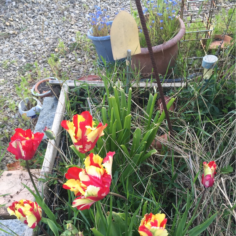 Tulip 'Colour Spectacle' (Single Late)