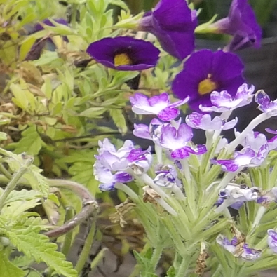 Plant image Verbena 'Aztec Pink Magic'