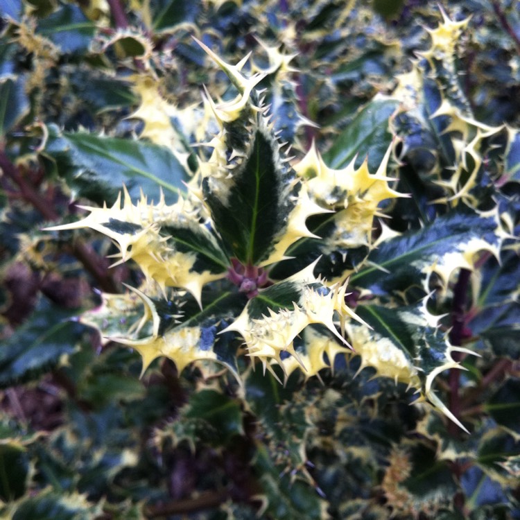 Plant image Ilex aquifolium 'Ferox Argentea'