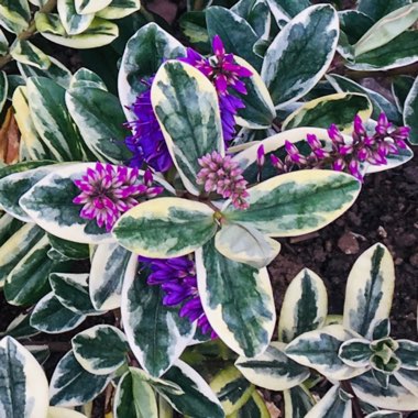 Shrubby Veronica