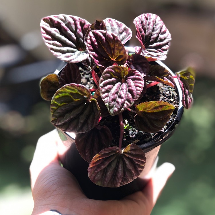plant image 1239389