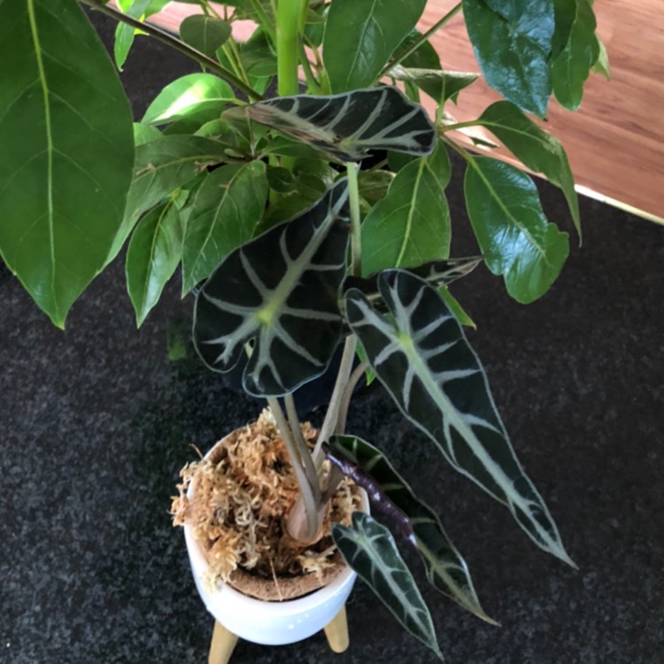Plant image Alocasia 'Bambino Arrow' (Bambino Series)