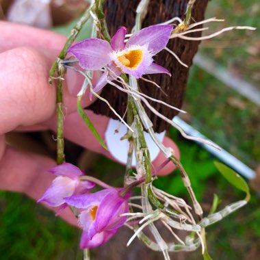 Dendrobium loddigesii