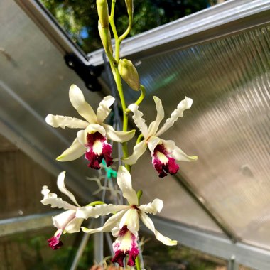 Schomburgkia albopurpurea