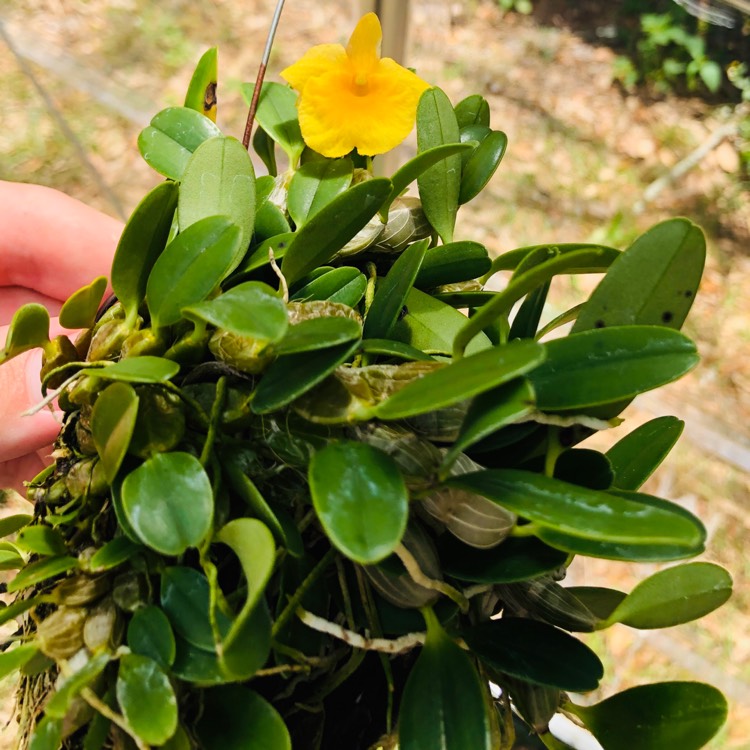 Plant image Dendrobium jenkinsii
