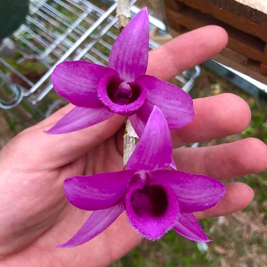 Unscented Dendrobium