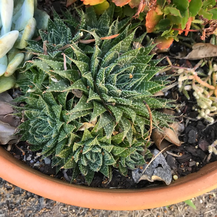 plant image 1432298