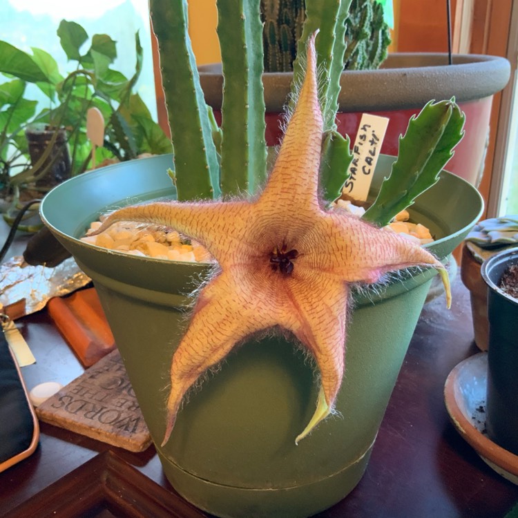 plant image 1203406