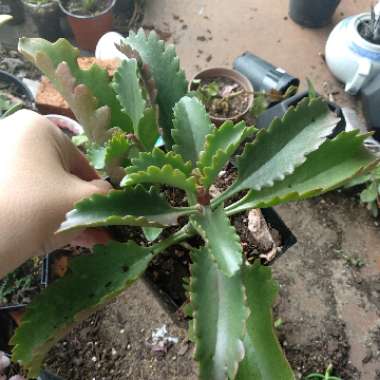 Kalanchoe Longiflora