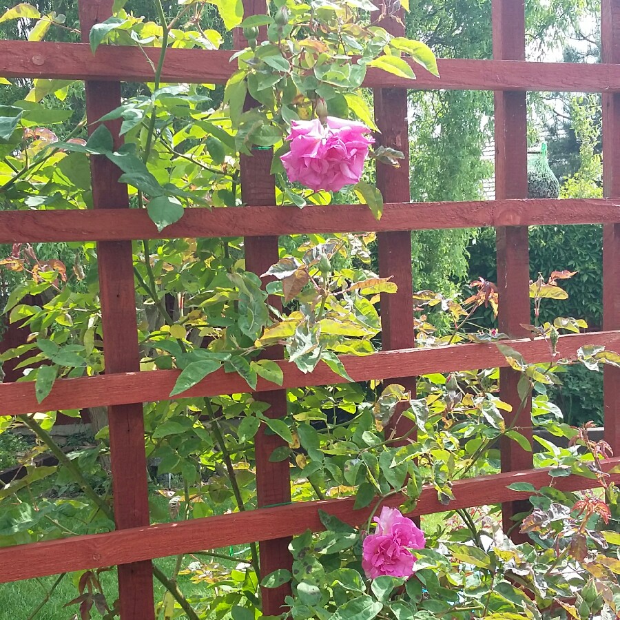 plant image 114646