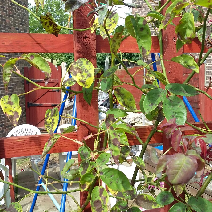 Rosa (Climbing)
