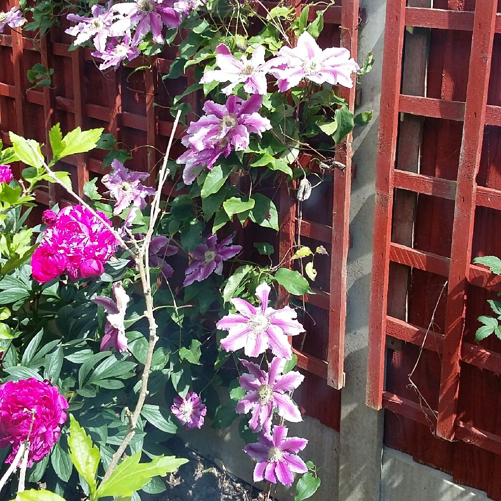 plant image 37163