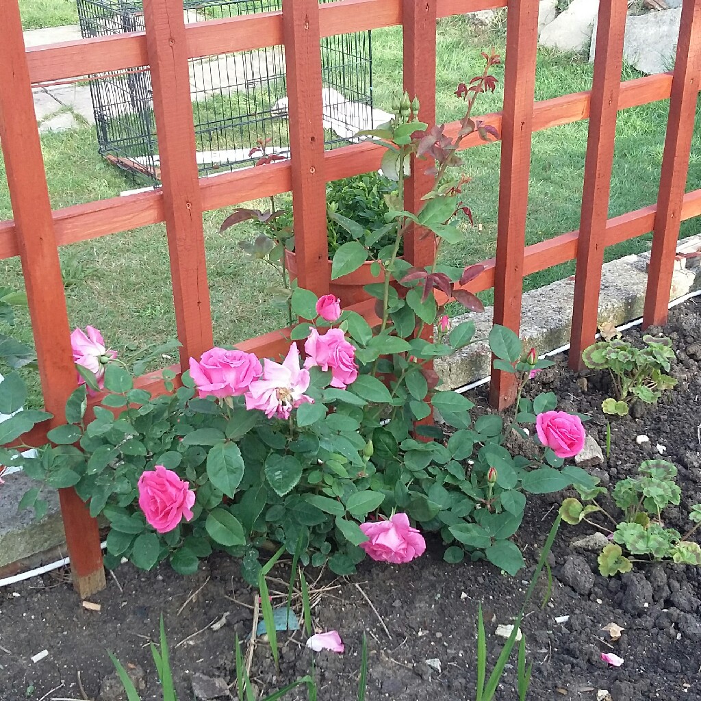 plant image 37236