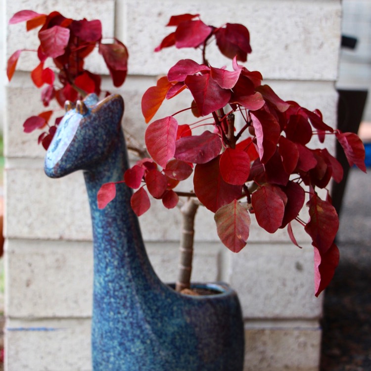 Plant image Euphorbia cotinifolia