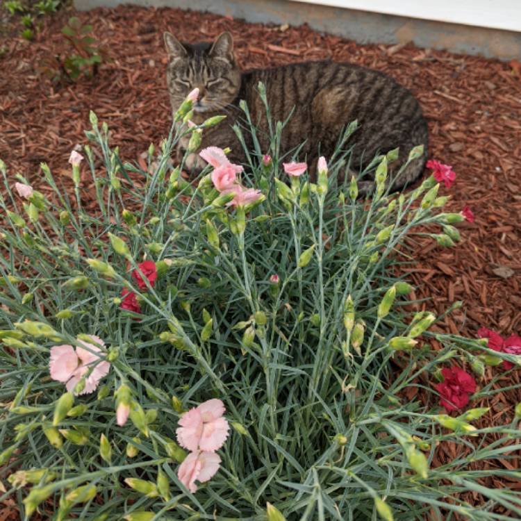 Plant image Dianthus alpinus