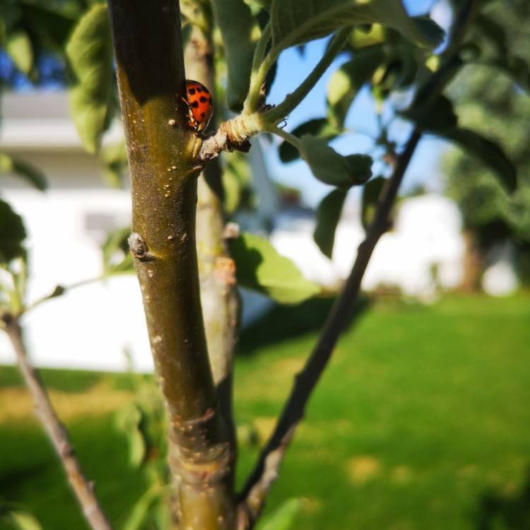 Plant image Malus domestica 'Granny Smith'