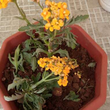 Kalanchoe