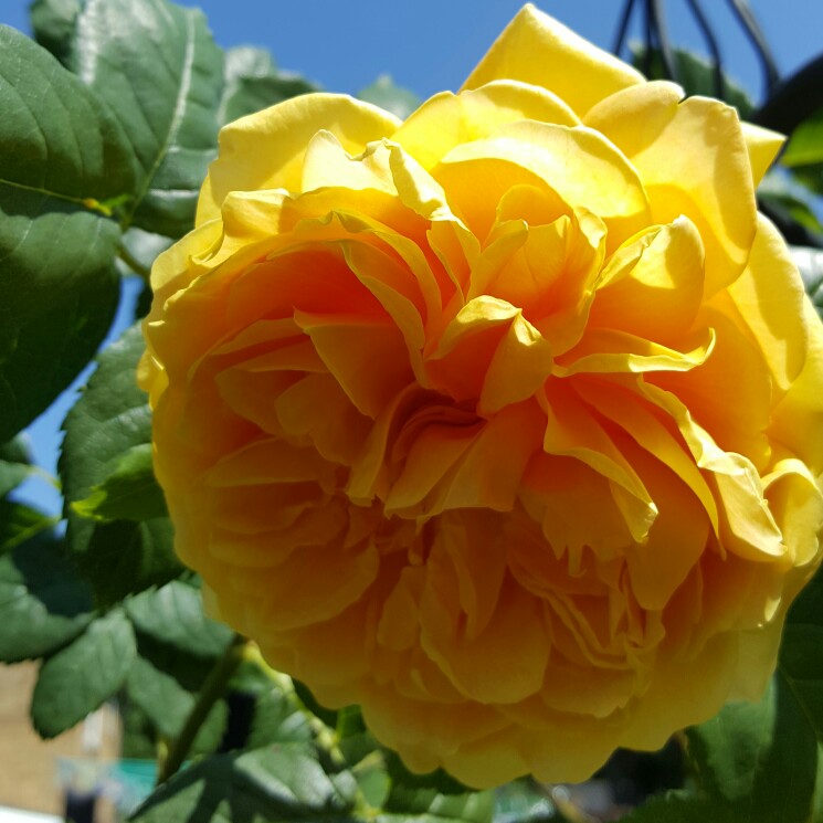 Plant image Rosa 'Golden Celebration'