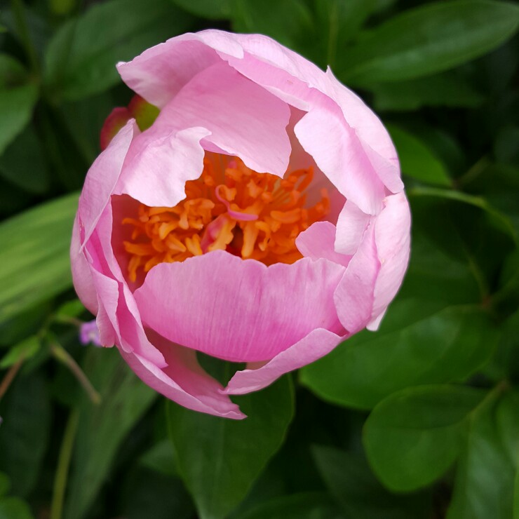Peony