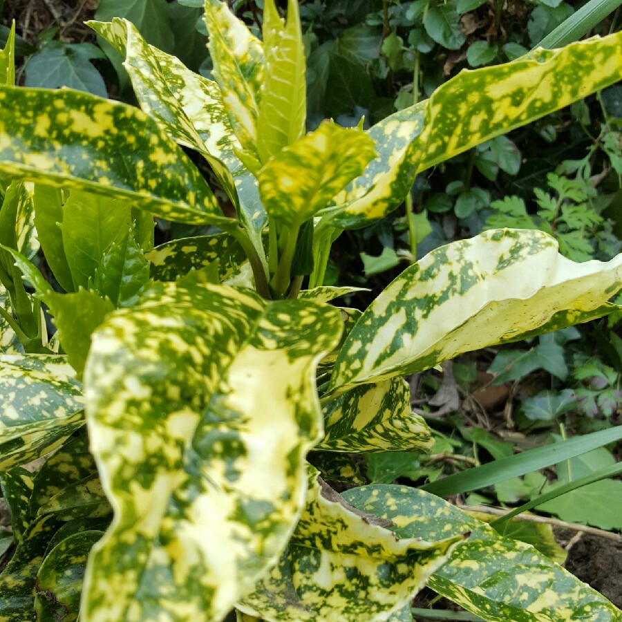 Plant image Aucuba japonica 'Golden King'