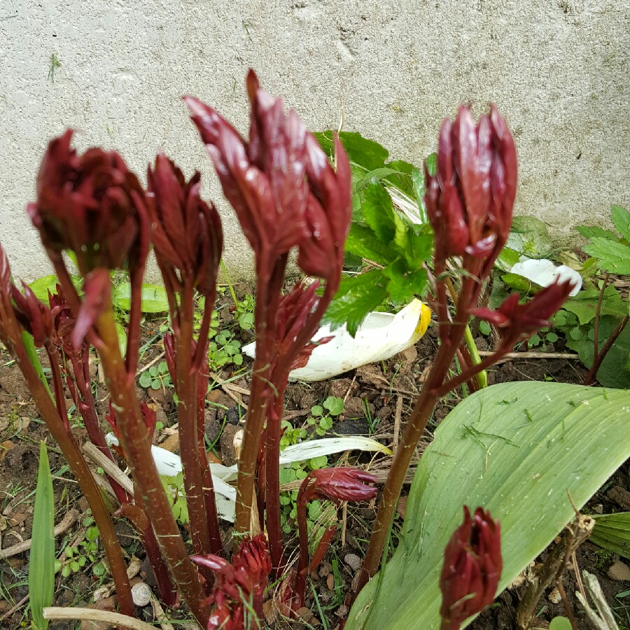 plant image 57841