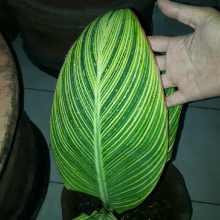 Plant image Canna 'Pretoria' syn. Canna 'Bengal Tiger', Canna 'Striata', Canna 'Palida', Canna 'Malawiensis', Canna 'Malawiensis Variegata', Canna 'Praetoria', Canna 'Pretoria Variegata', Canna 'Kaepit'