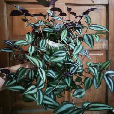 Silver Inch Plant