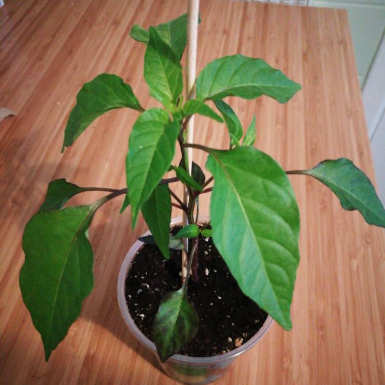 Plant image Capsicum Annuum 'Buena Mulata'