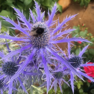 Sammie's garden