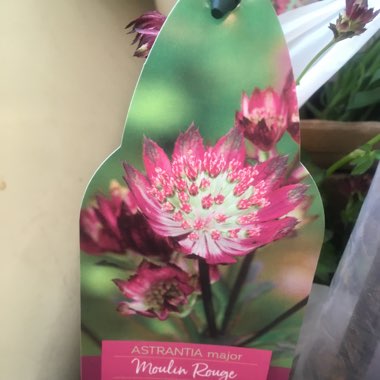 Sammie's garden