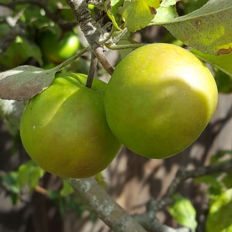 Plant image Malus domestica 'Granny Smith'